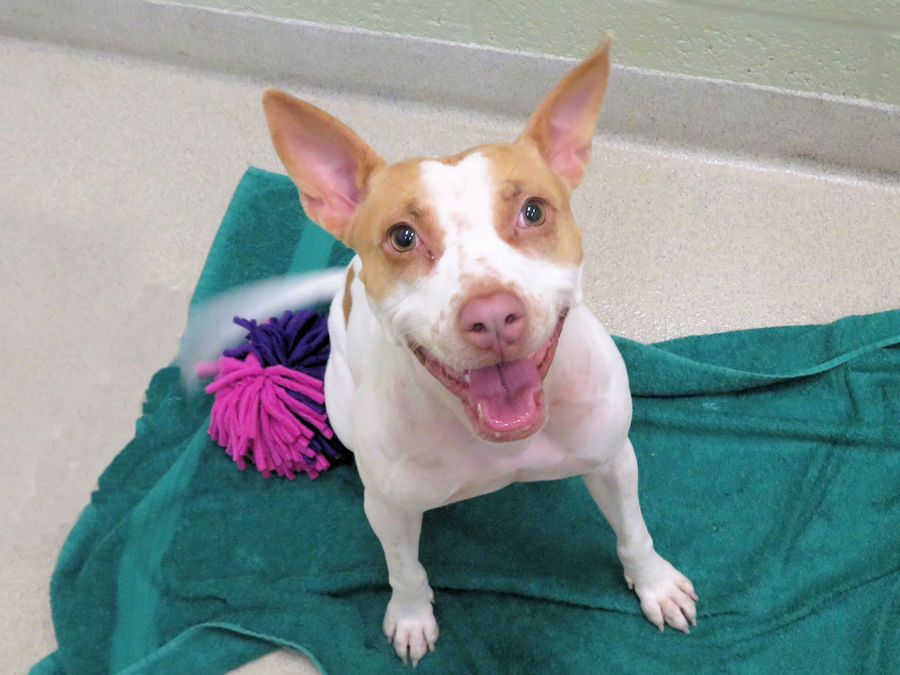 Vero Beach Animals For Adoption